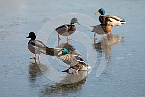 Ducks walk on fresh thin ice