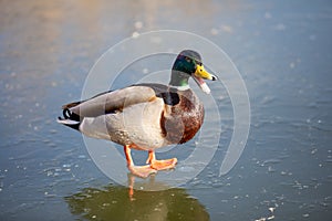 Ducks walk on fresh thin ice