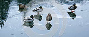 Ducks walk on melting ice.