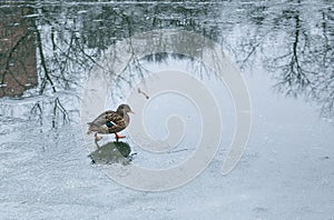 Ducks walk on melting ice.