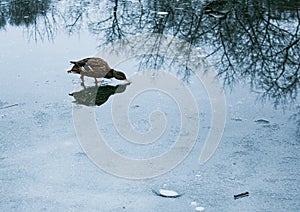 Ducks walk on melting ice.