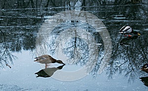 Ducks walk on melting ice.