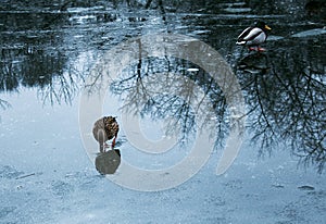 Ducks walk on melting ice.