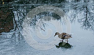 Ducks walk on melting ice.