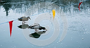 Ducks walk on melting ice.