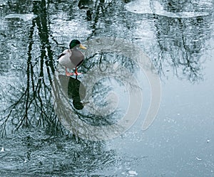 Ducks walk on melting ice.