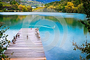 Ducks walking along the wooden path/jetty in a blue lake and autumn landscape