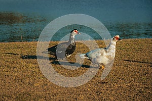 Ducks walking on lawn from a farm at sunset