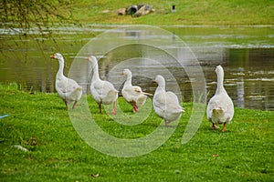 Ducks walking in a row