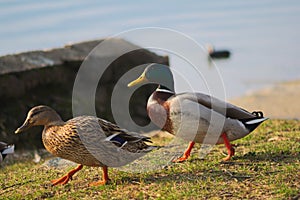 Ducks walking to the water. bokeh background