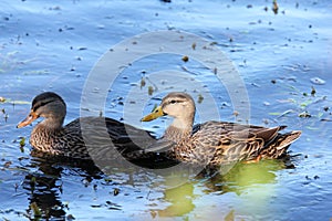 Ducks on the water