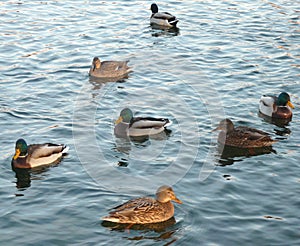 Ducks on water