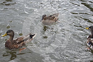 Ducks in the water