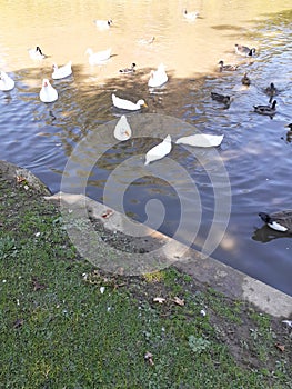 Ducks water  bread yum gum