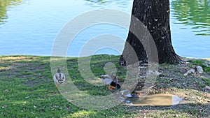Ducks at water edge in Dos Lagos Park
