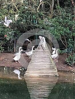 Ducks, water, greenery,