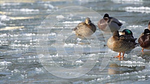 Ducks in the water and on the ice