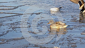 Ducks in the water and on the ice