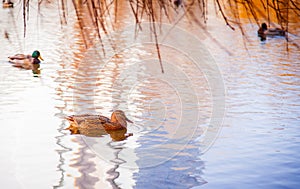 Ducks in water