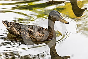 Ducks in water