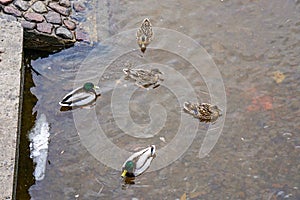 Ducks in the water in spring, park, canal st. petersburg