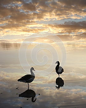 Ducks in the water, tranquil sunset scenery