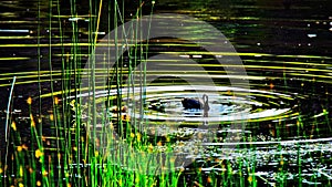 Ducks waterfowl swimming in a lake with green reeds in Yellowstone National Park.