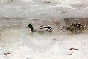 In the spring, ducks swam in a pond that had not yet completely melted