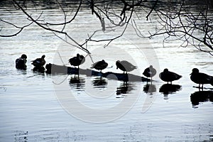 Ducks at Green Lake