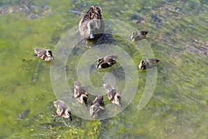 Ducks in werribee park , melbourne,australia