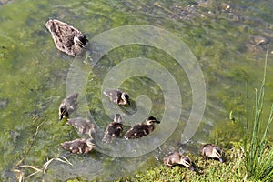 Ducks in werribee park , melbourne,australia