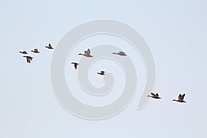 Ducks from wetlands of wildlife reserves ,  Pakistan