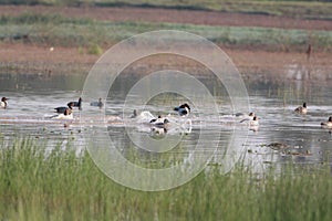Ducks from wetlands of wildlife reserves ,  Pakistan