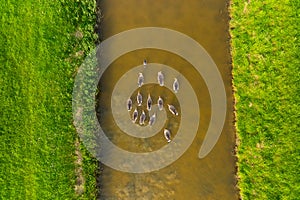 Ducks in the wild. Birds on the river during sunset. The ducks are swimming down the river. View from drone.