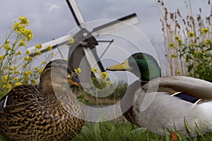 Ducks and windmill in holland