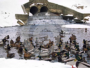 Ducks winter in the city pond. Ducks overwinter on the freezing river. Problems of birds in ice-covered reservoir photo