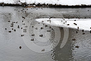 Ducks winter on the coast.