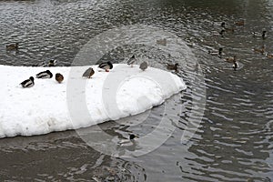 Ducks winter on the coast.