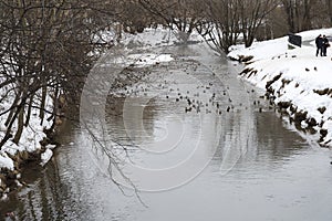 Ducks winter on the coast.