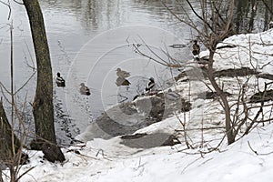 Ducks winter on the coast.