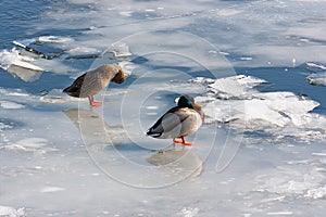 Ducks in winter