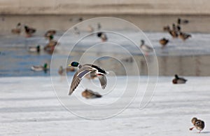 Ducks on the winter river