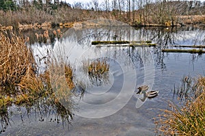 Ducks in Winter Wetlands Wildlife Sanctuary