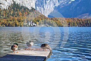 Ducks on wooden dock at Hallstatt lake