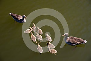 Ducks with young ducklings