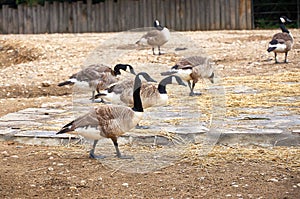 Ducks in a zoo