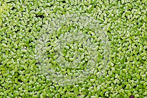 Duckweed