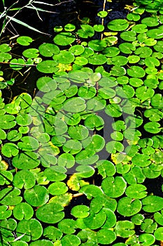 Duckweed