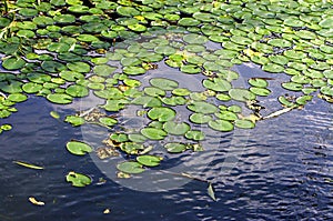 Duckweed