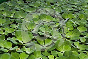 Duckweed